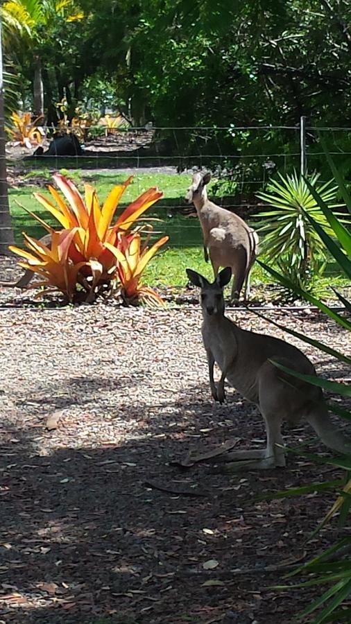 Bluegrass Bnb Bed & Breakfast Bundaberg Exterior foto