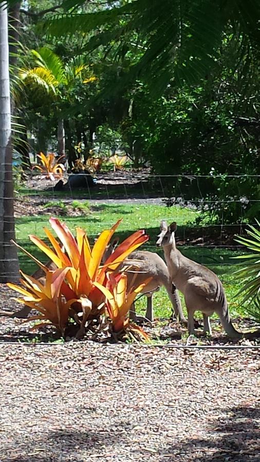 Bluegrass Bnb Bed & Breakfast Bundaberg Exterior foto